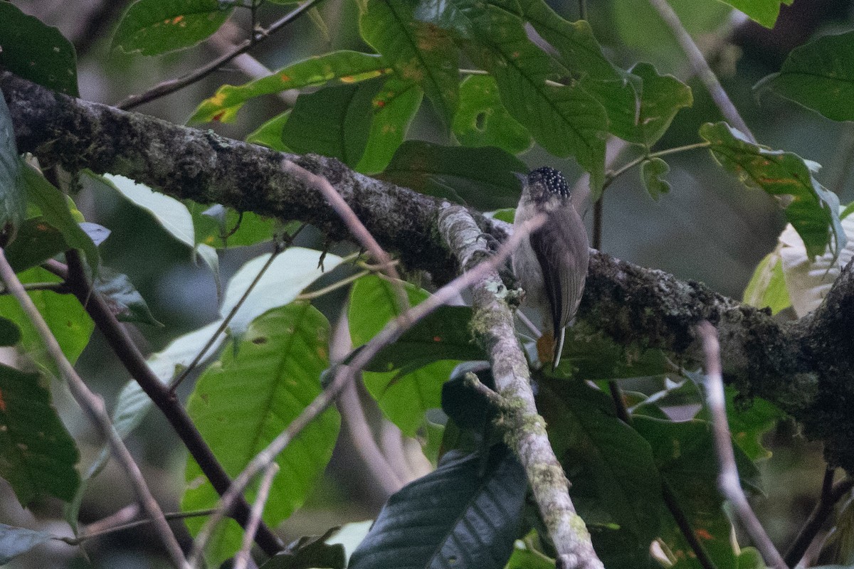 Grayish Piculet - ML646561814