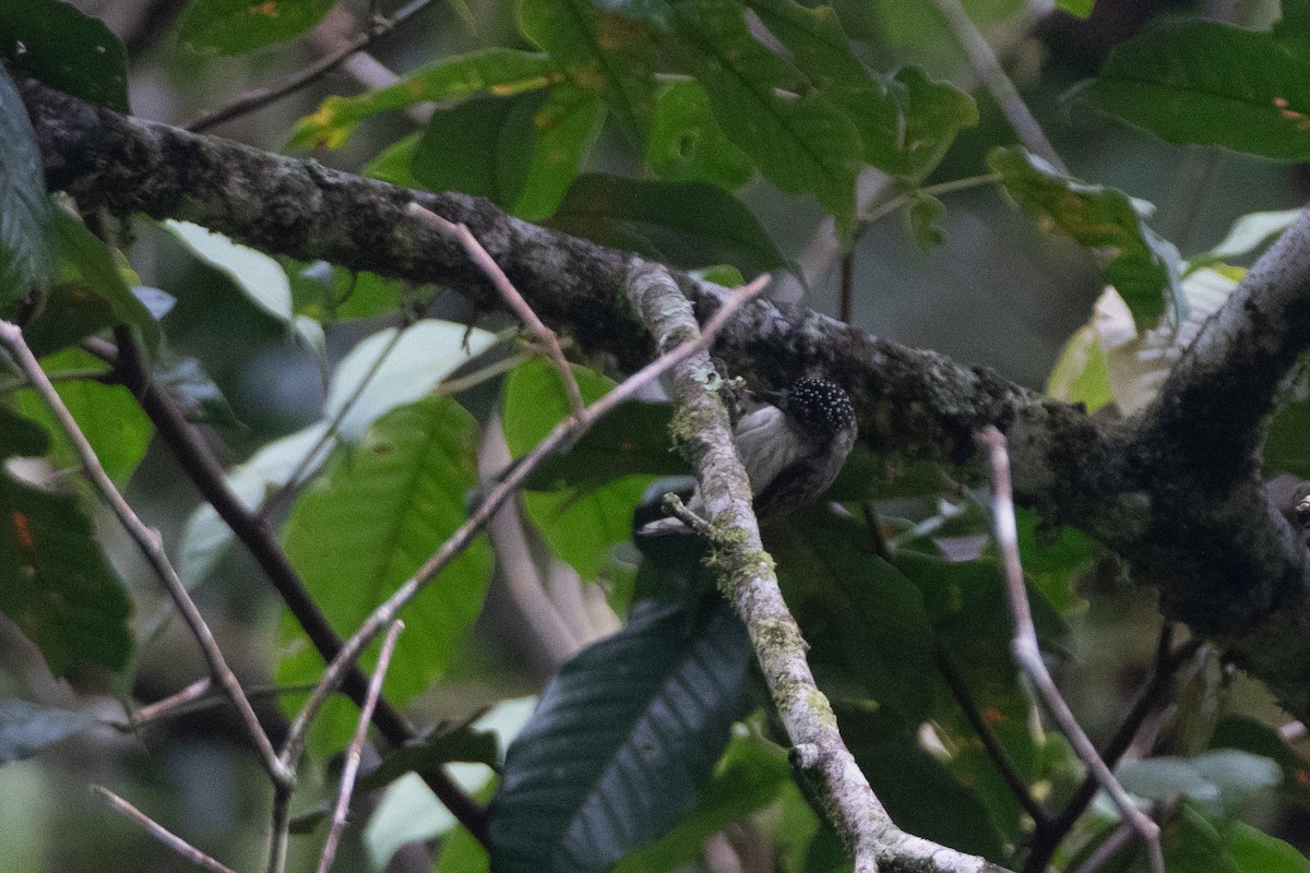 Grayish Piculet - ML646561815