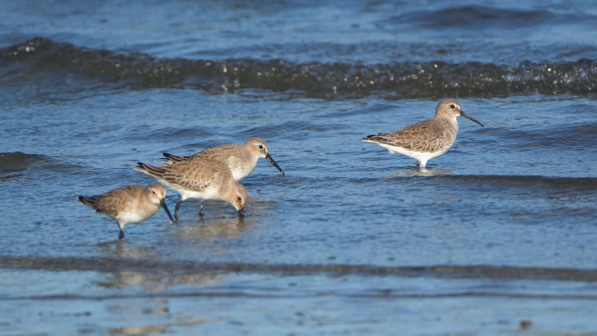 Bécasseau variable - ML646561817