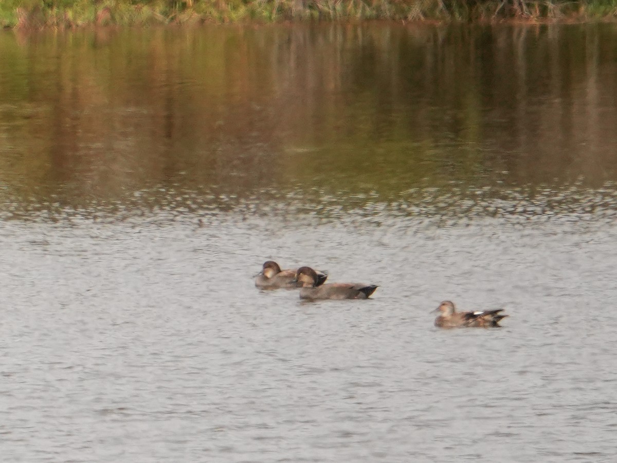 Gadwall - ML646561818
