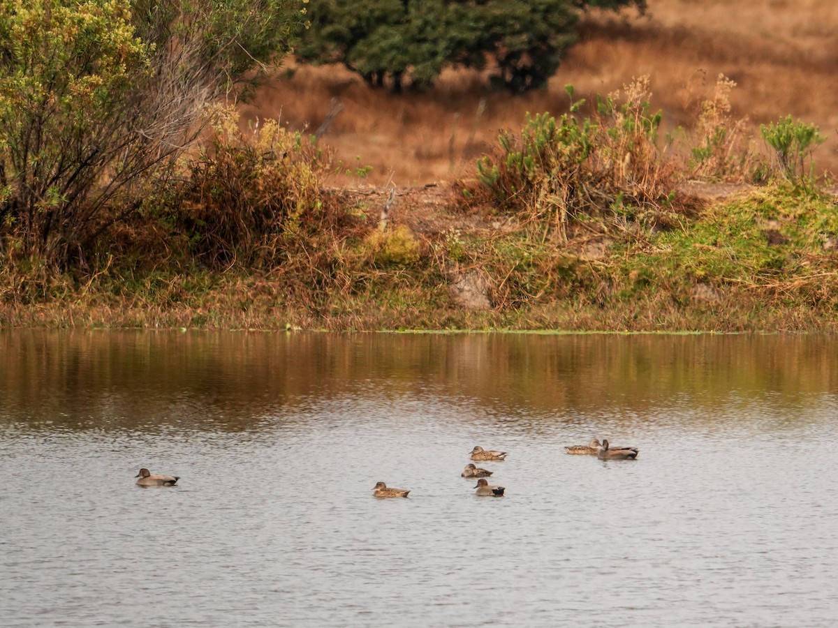 Gadwall - ML646561821