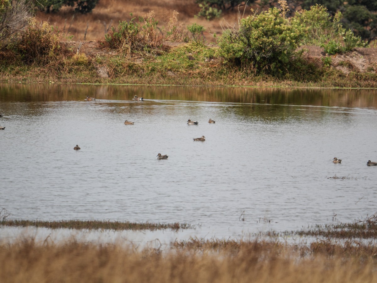 Gadwall - ML646561822