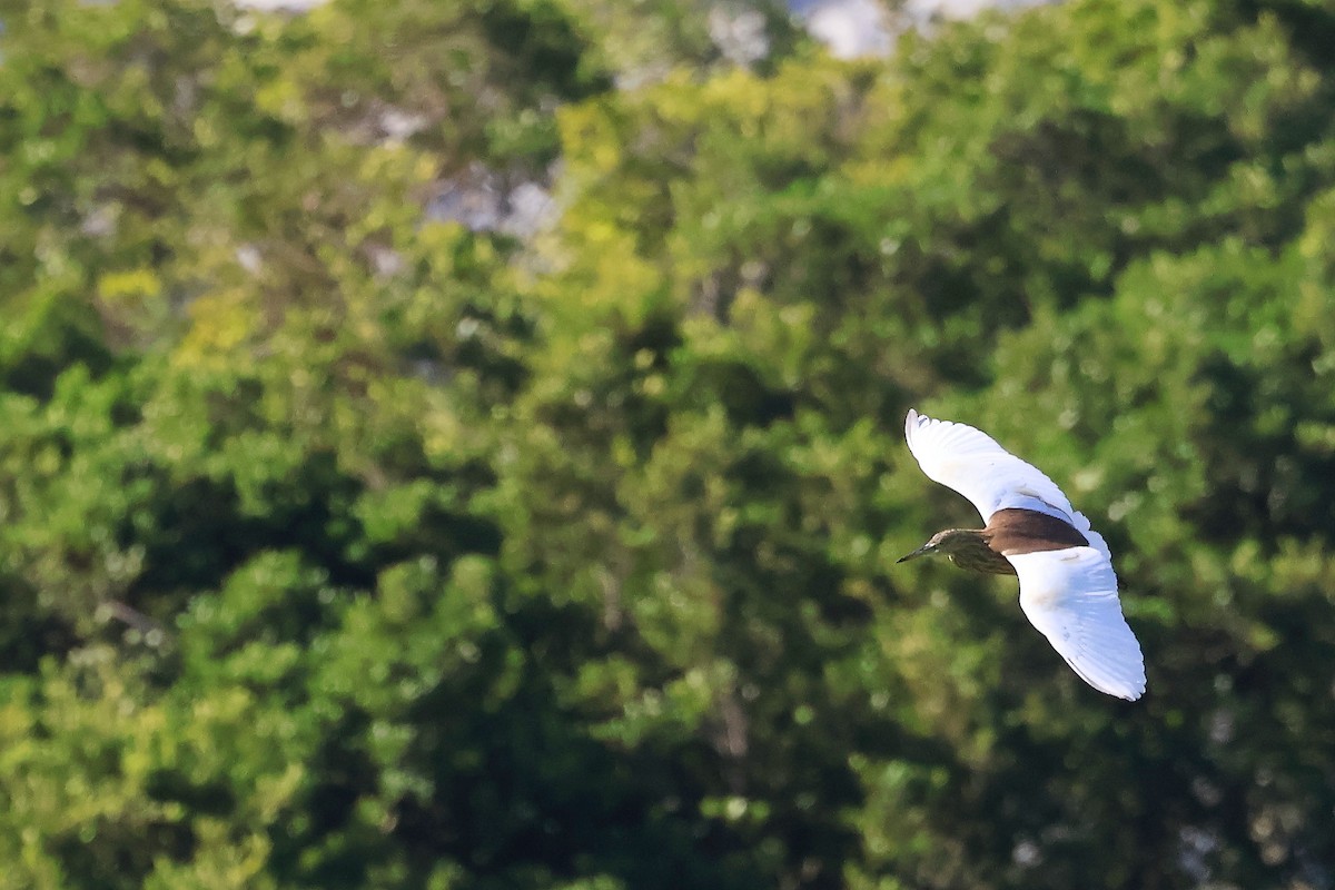 Chinese Pond-Heron - ML646561825