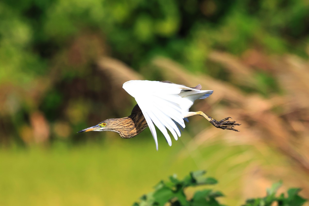 Chinese Pond-Heron - ML646561827