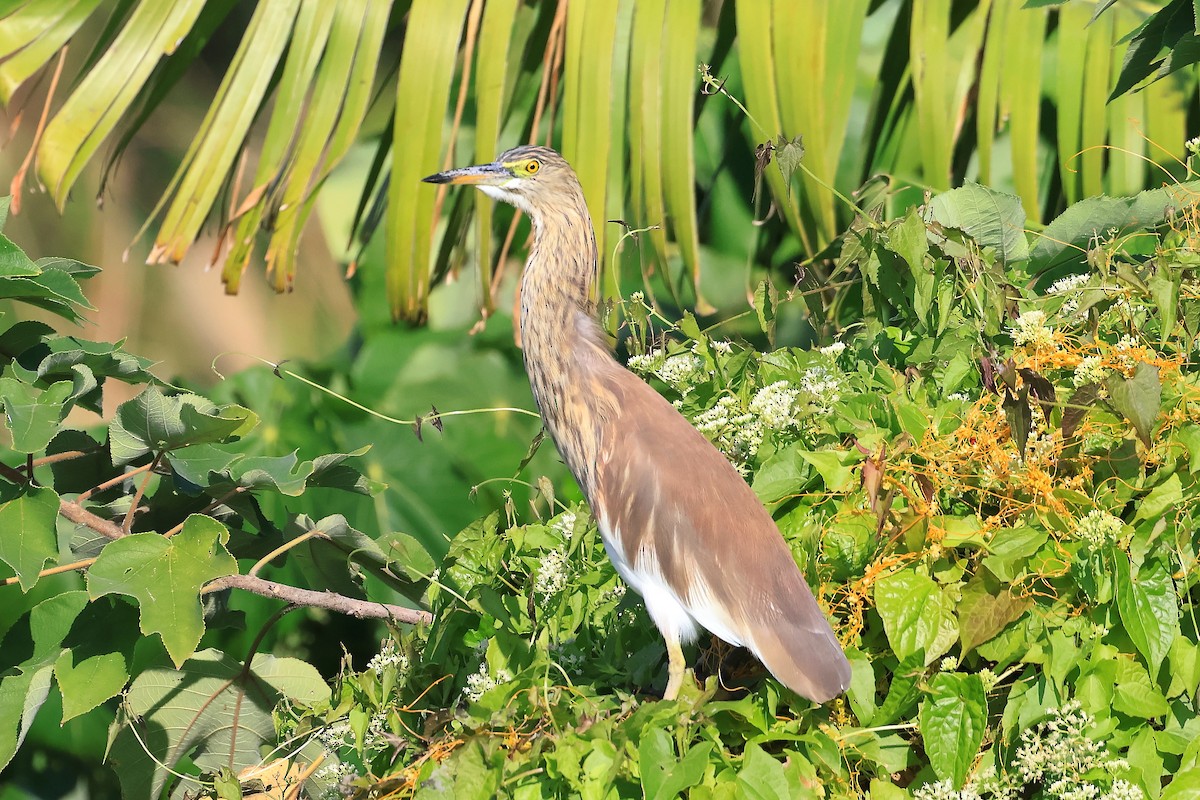 Chinese Pond-Heron - ML646561828
