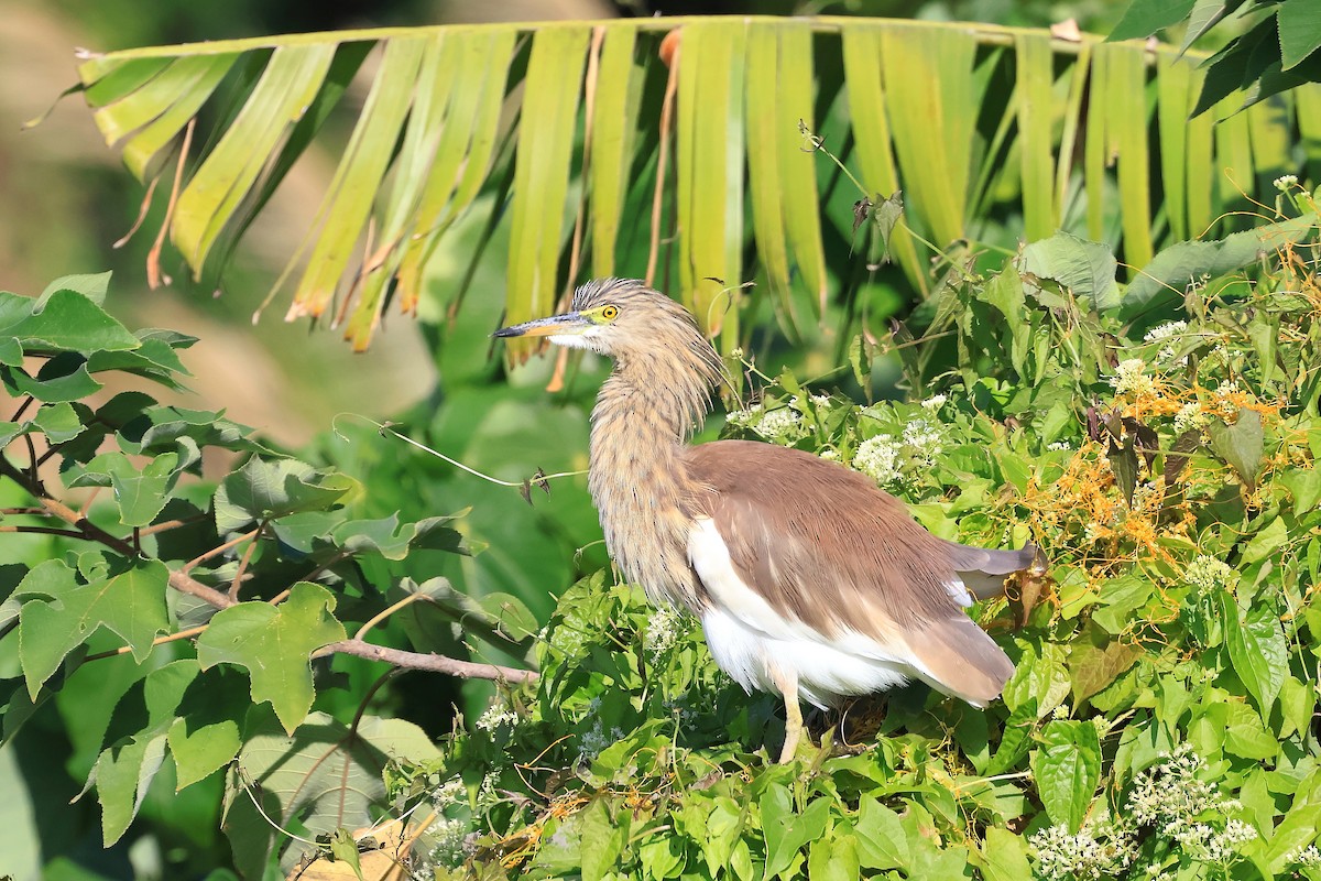 Chinese Pond-Heron - ML646561829