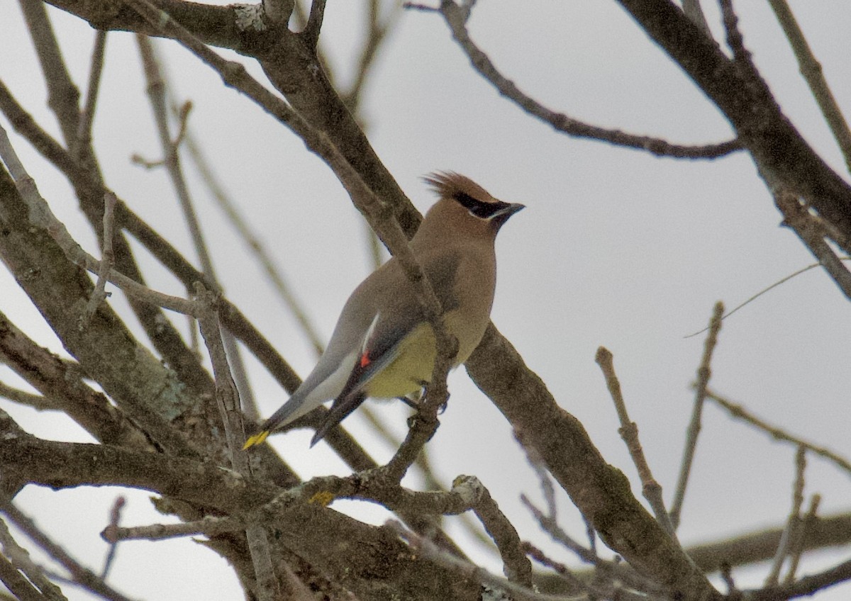 Cedar Waxwing - ML646561830