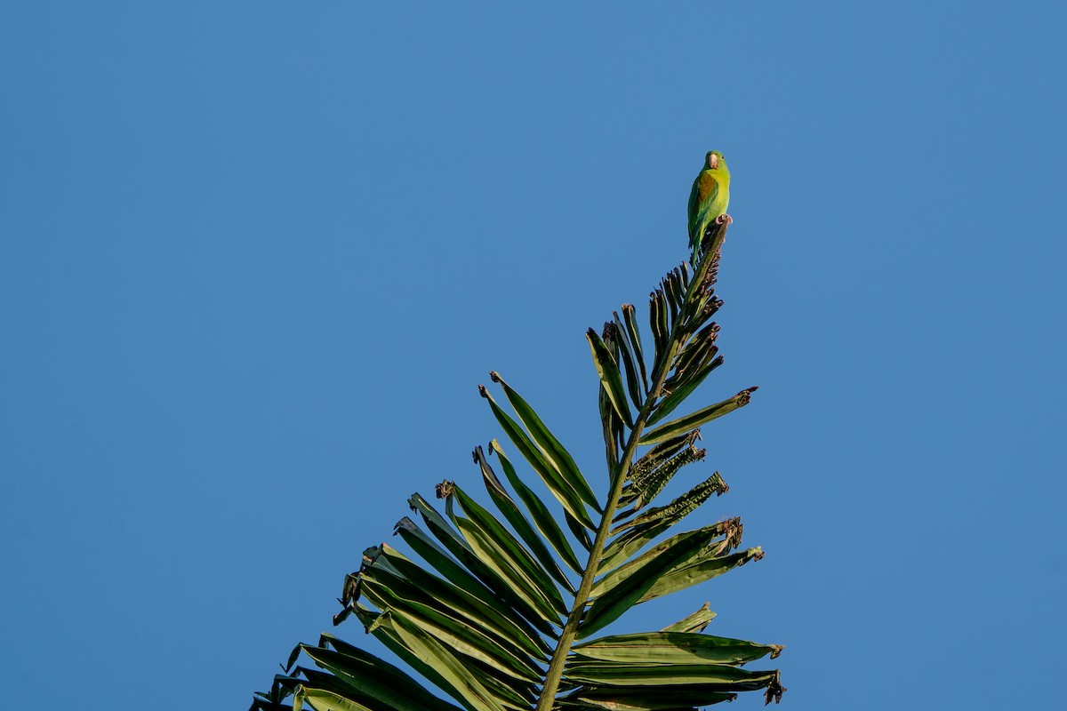 Orange-chinned Parakeet - ML646561831