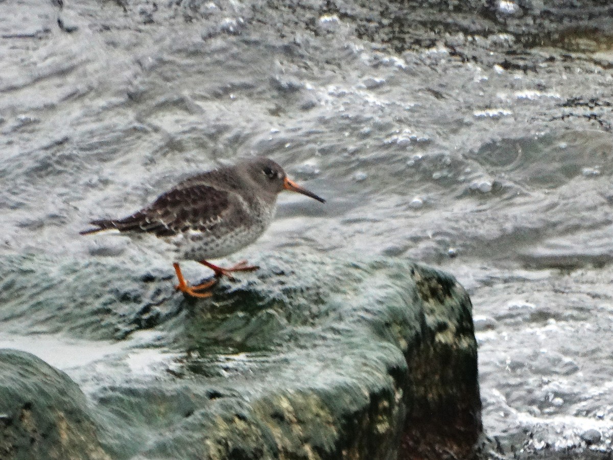 Purple Sandpiper - ML646561833