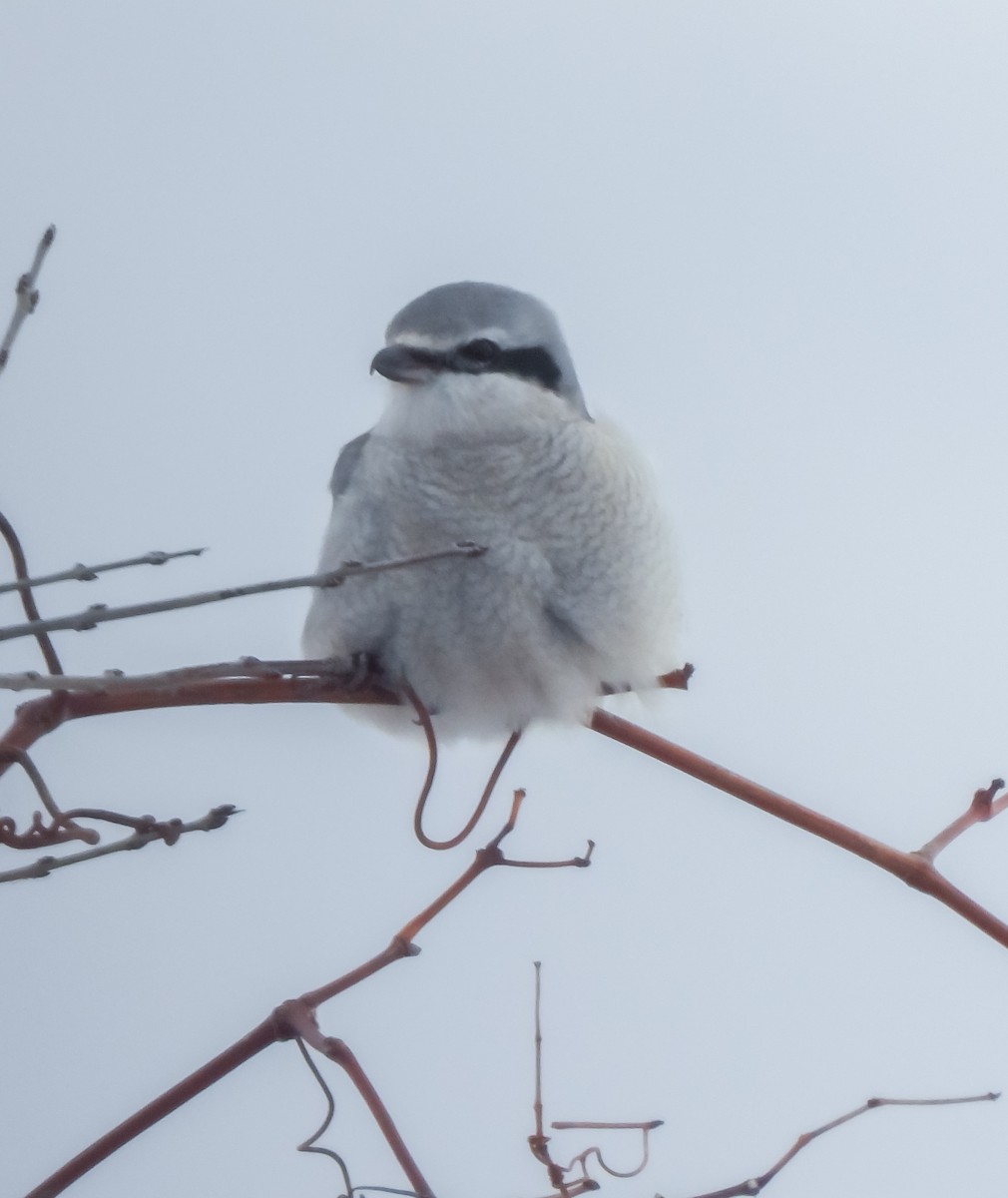 Northern Shrike - ML646561834