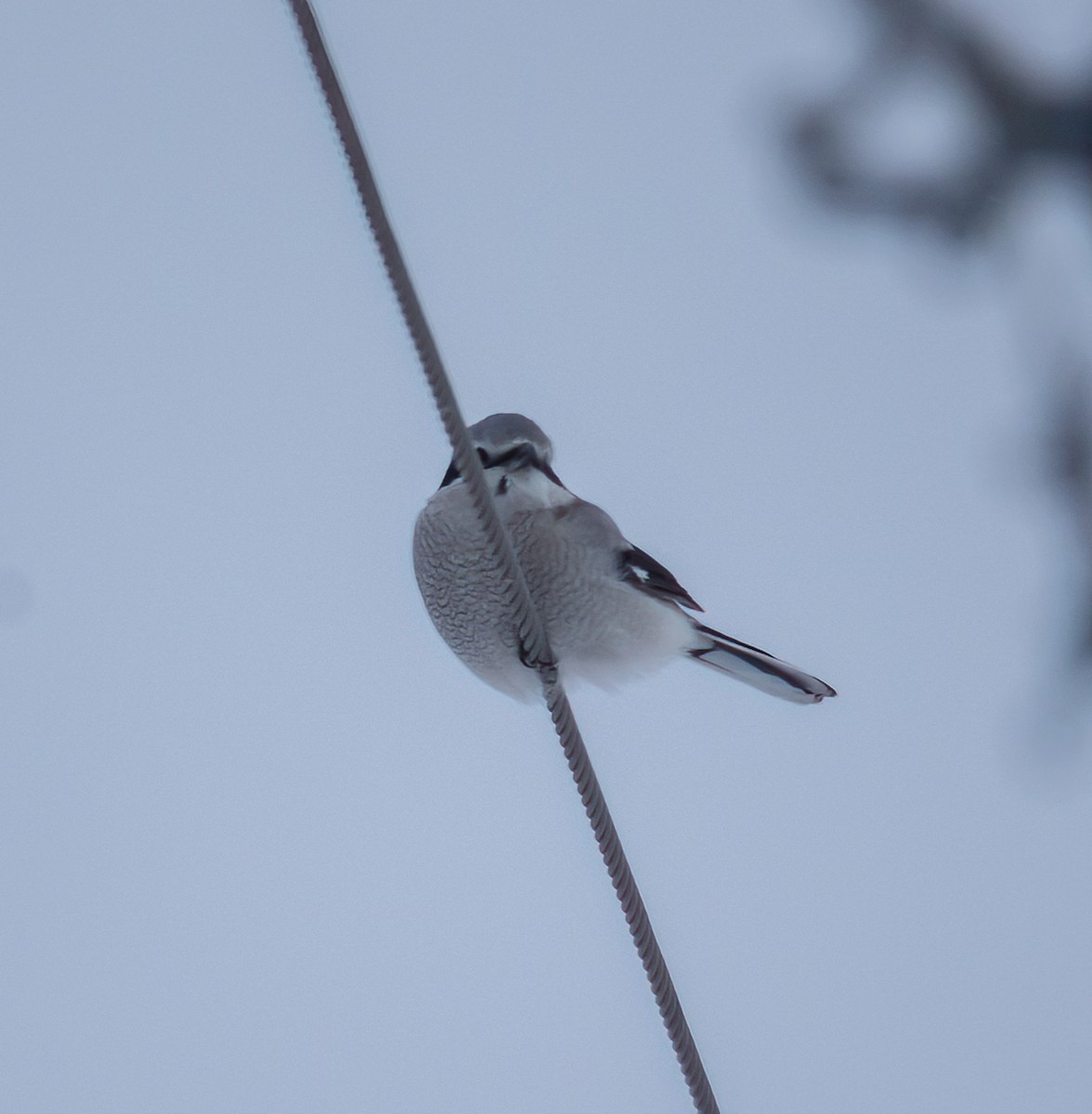 Northern Shrike - ML646561835