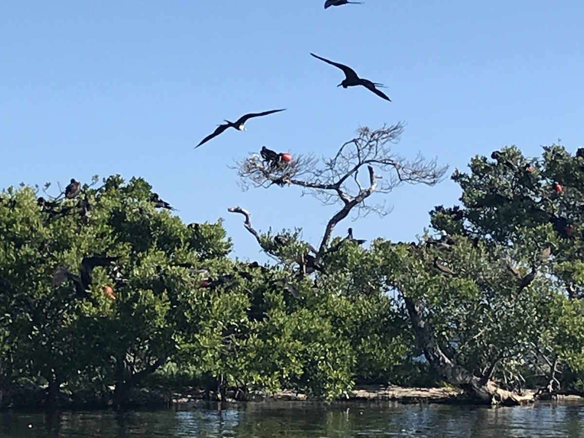 Rabihorcado Magnífico - ML646561836