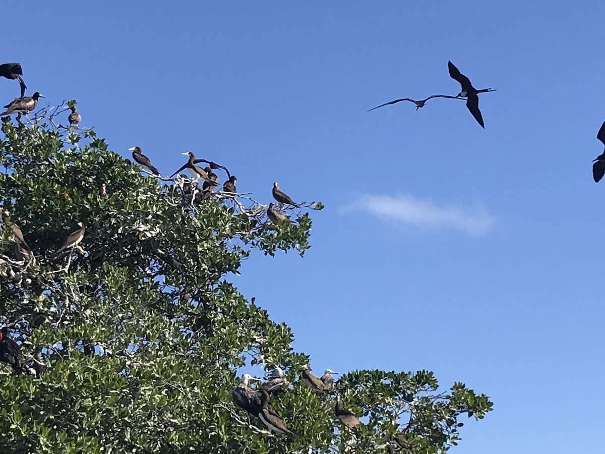 Rabihorcado Magnífico - ML646561838