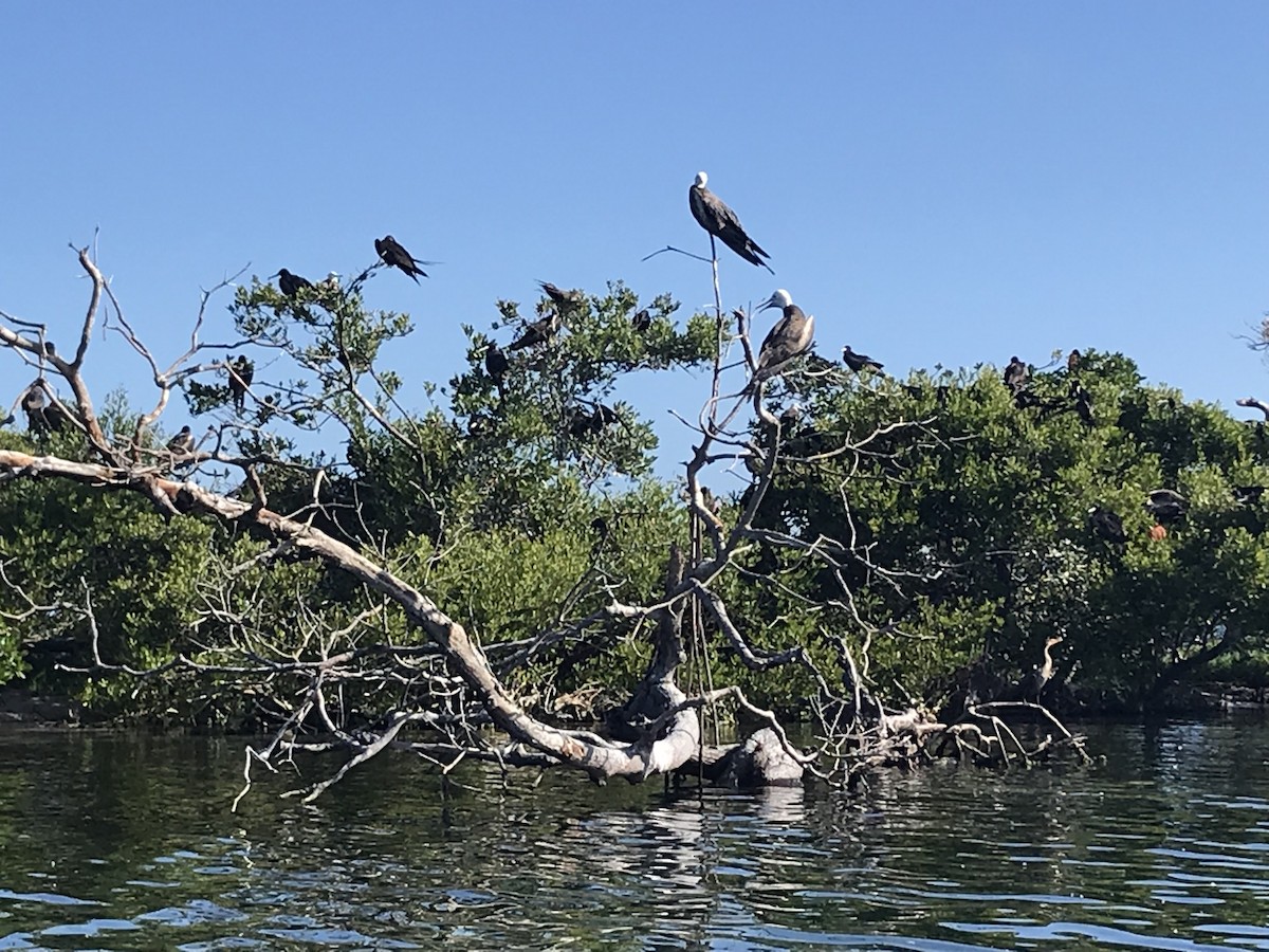 Rabihorcado Magnífico - ML646561839