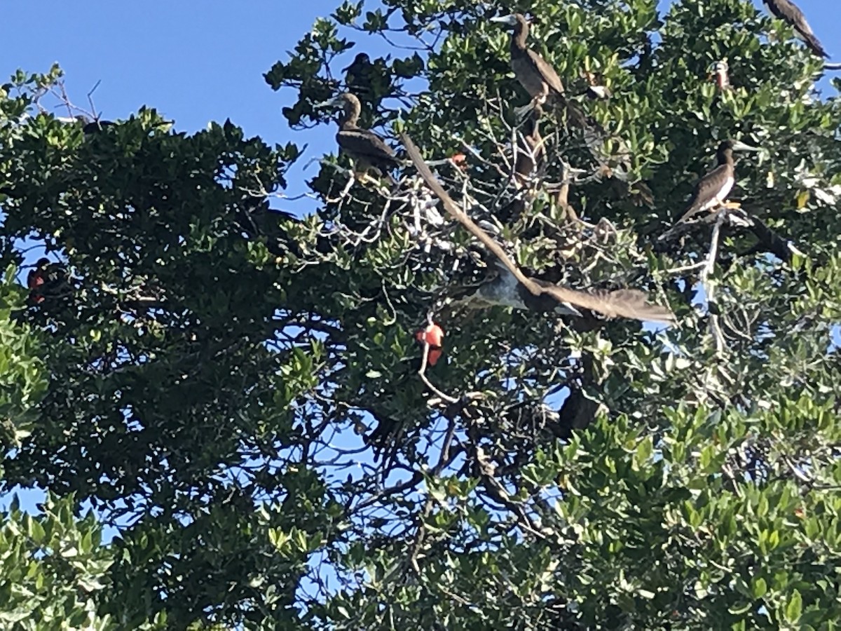 Rabihorcado Magnífico - ML646561840