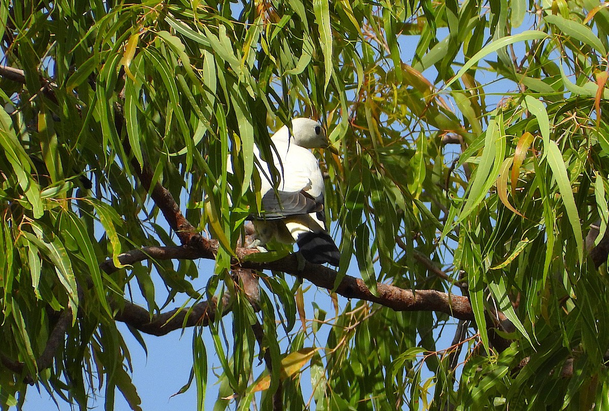 Torresian Imperial-Pigeon - ML646561842