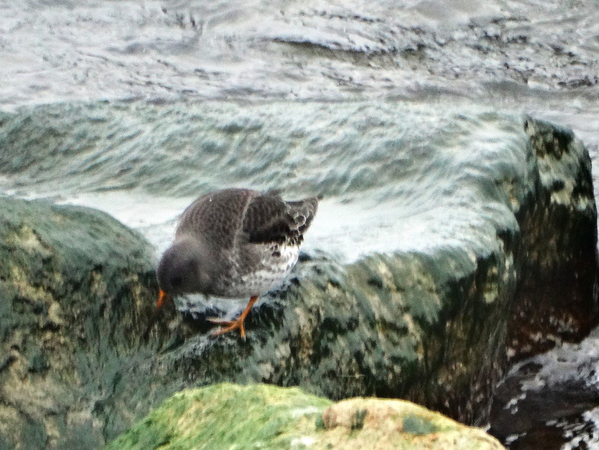 Purple Sandpiper - ML646561843