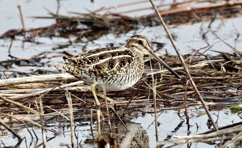 Bécassine de Wilson - ML646561844