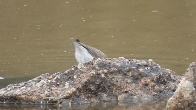 Spotted Sandpiper - ML646561845
