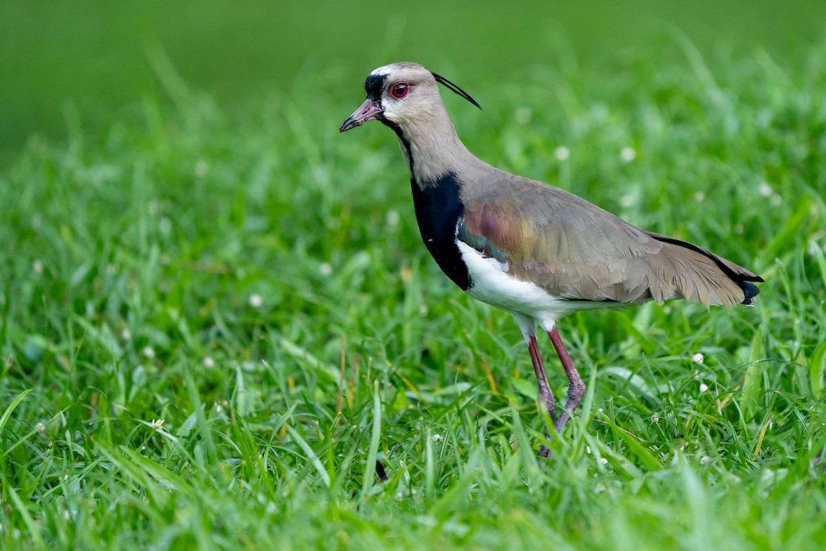 Southern Lapwing - ML646561846