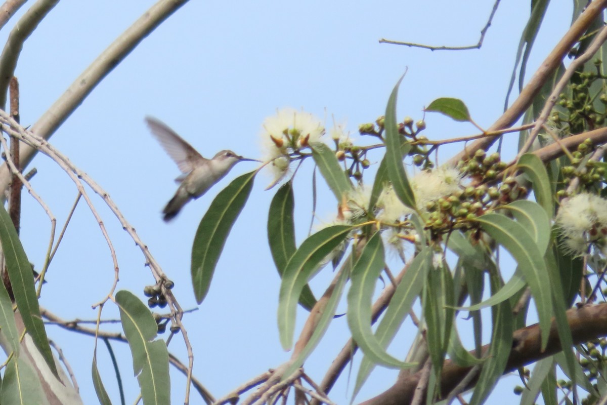 Colibri à gorge rubis - ML646561849