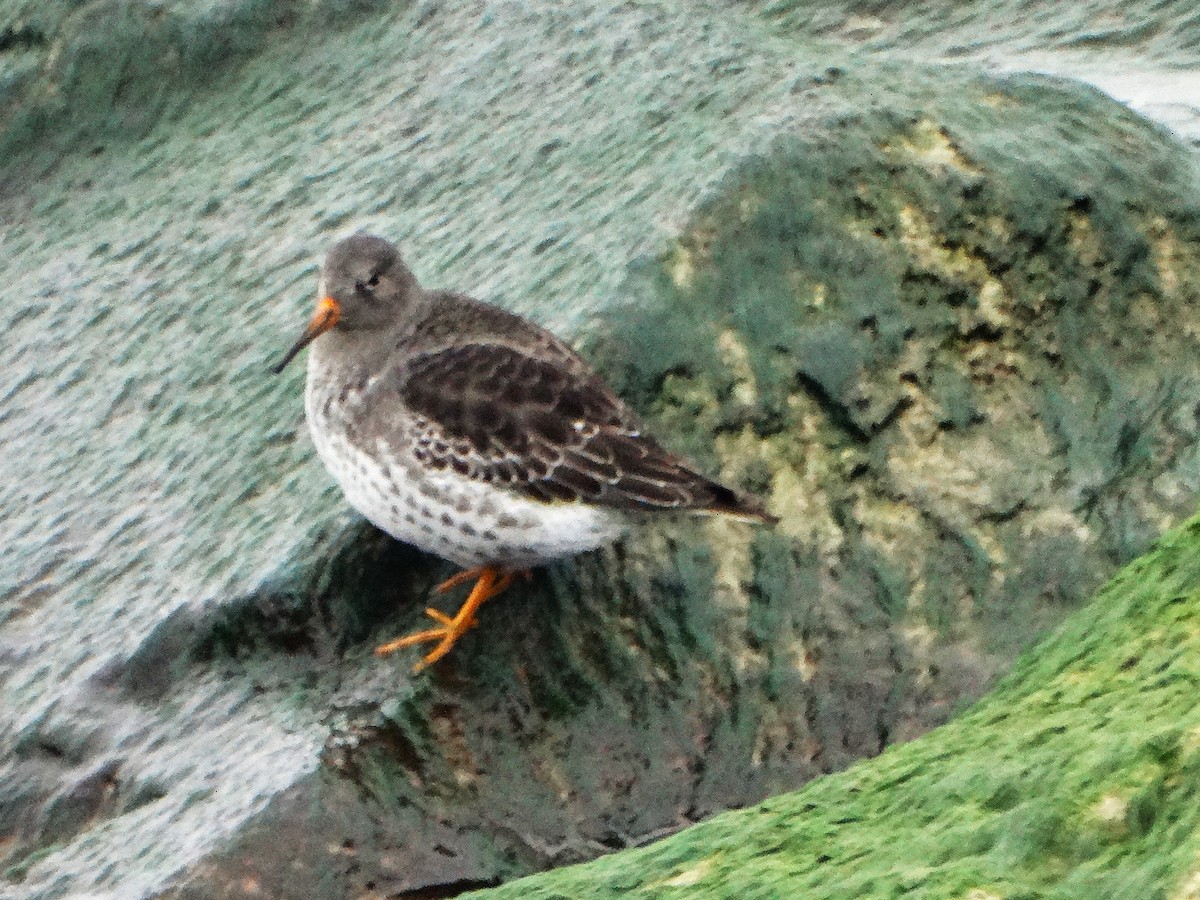 Purple Sandpiper - ML646561851