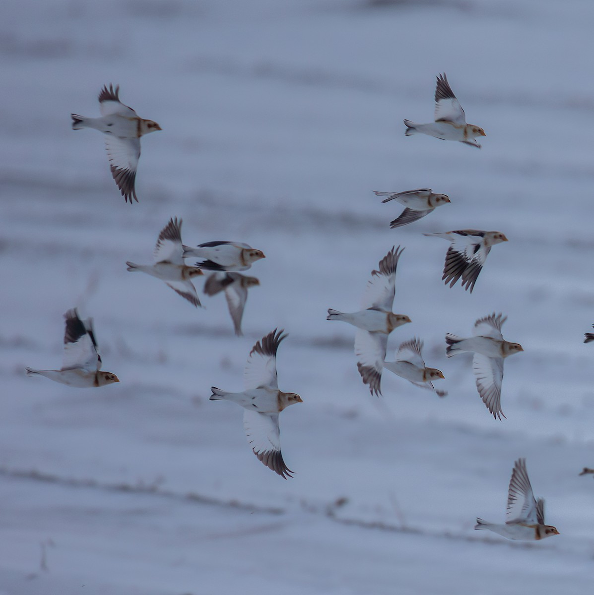 Snow Bunting - ML646561852