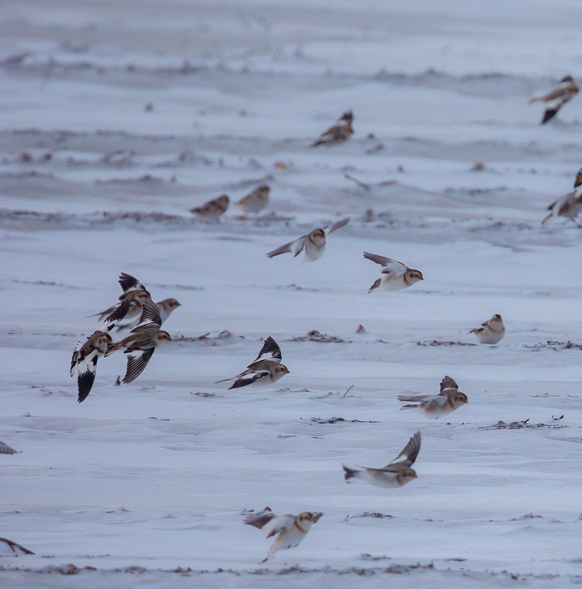 Snow Bunting - ML646561853