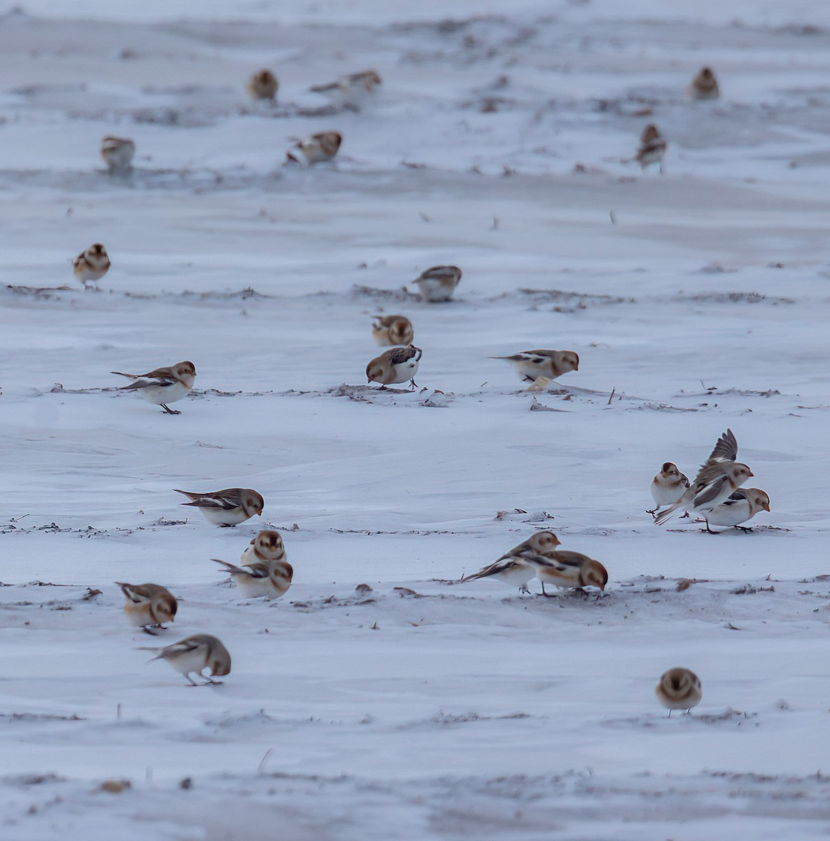 Snow Bunting - ML646561854