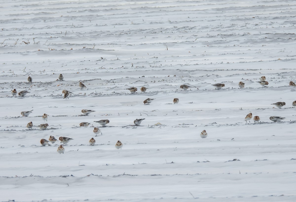 Snow Bunting - ML646561855