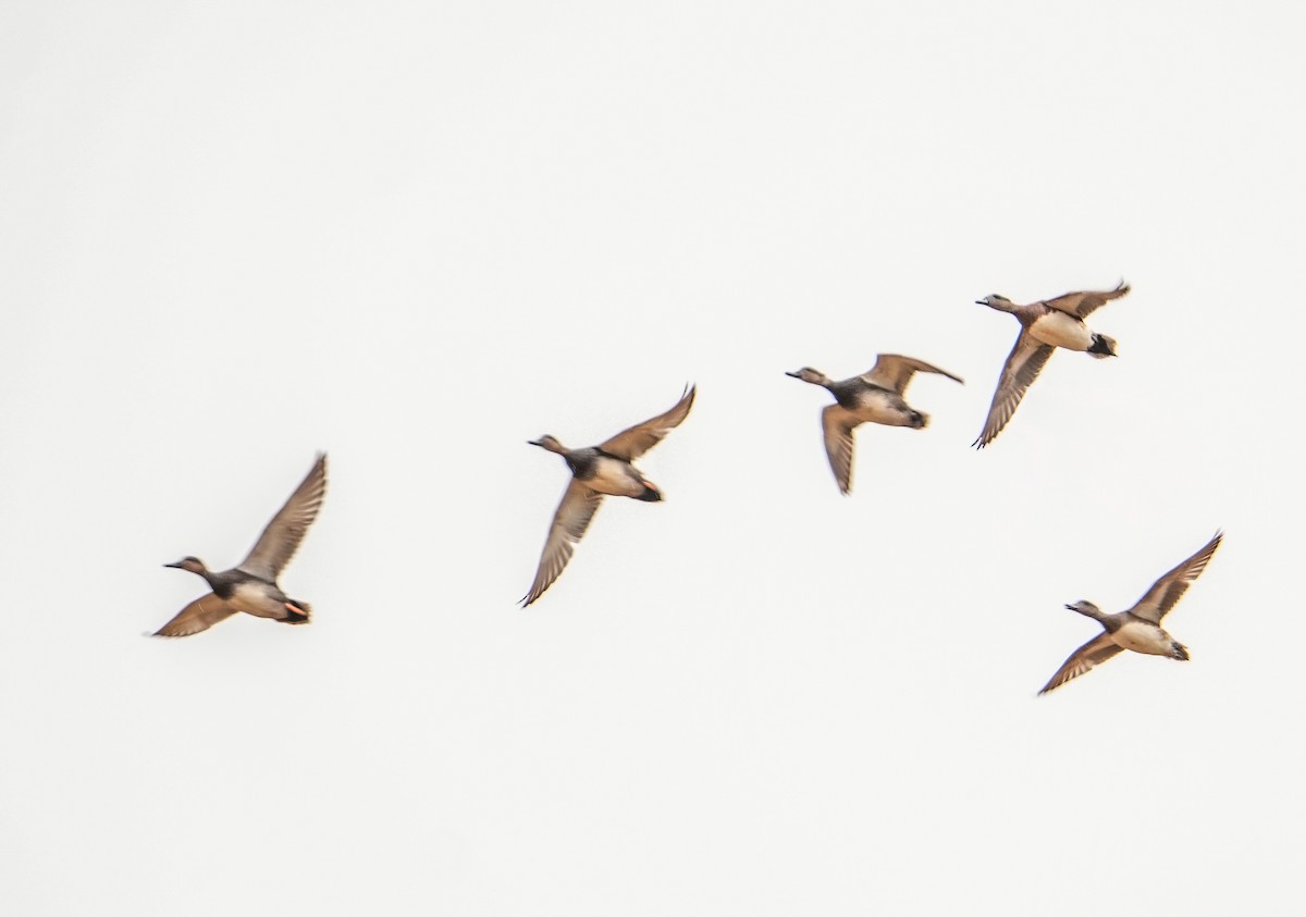 American Wigeon - ML646561857