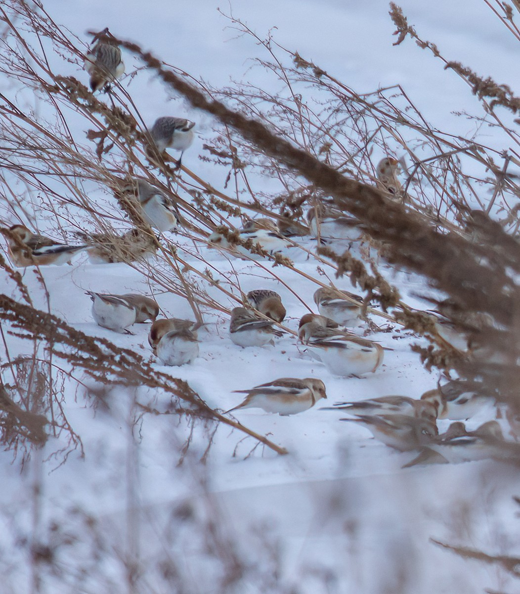 Snow Bunting - ML646561858