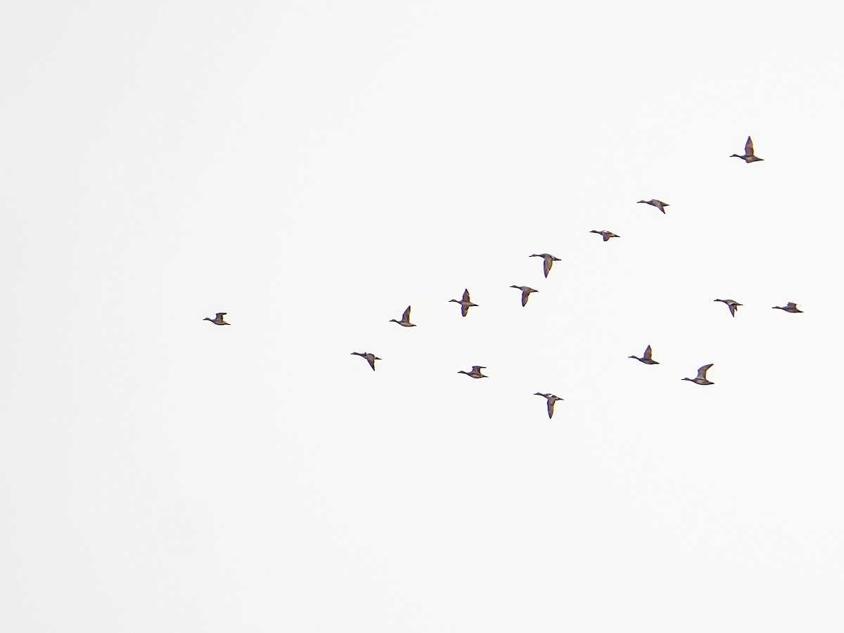 American Wigeon - ML646561859