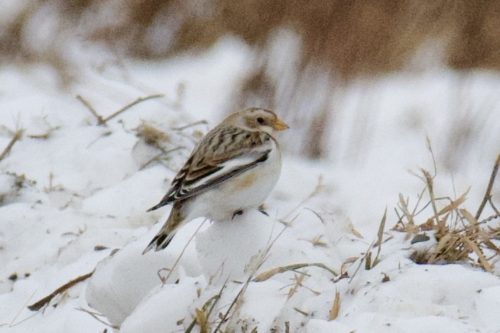 Snow Bunting - ML646561861