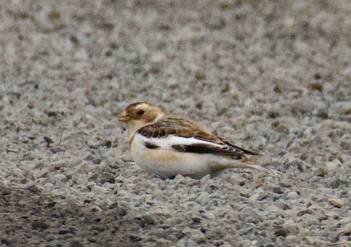 Snow Bunting - ML646561862