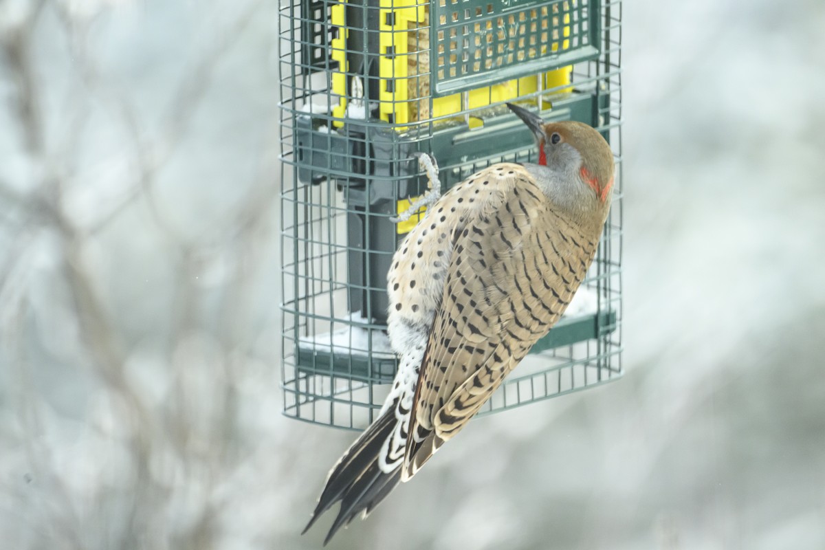 Hairy Woodpecker - ML646561863