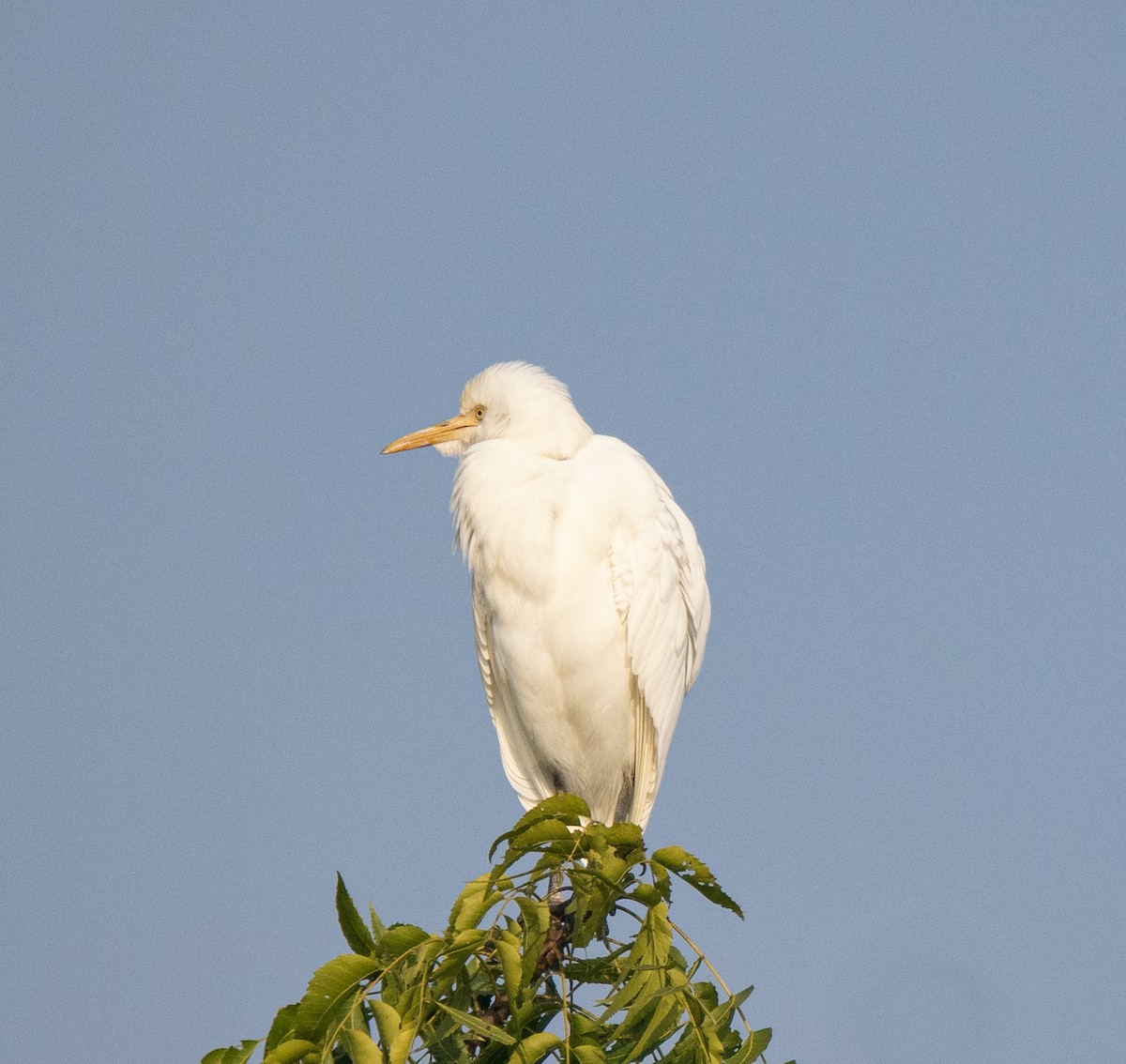 Eastern Cattle-Egret - ML646561864
