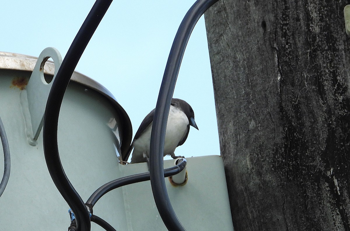 White-breasted Woodswallow - ML646561865