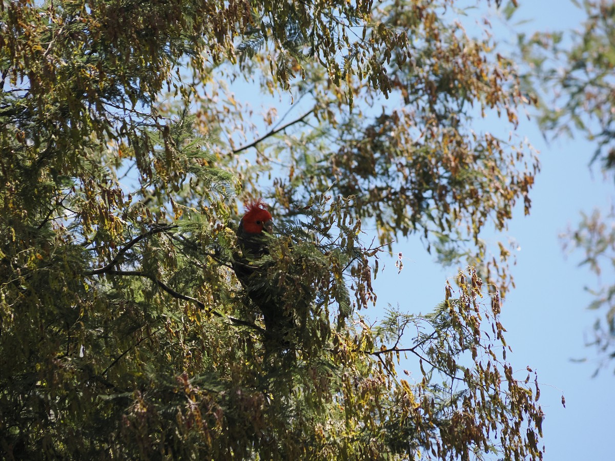 Gang-gang Cockatoo - ML646561866