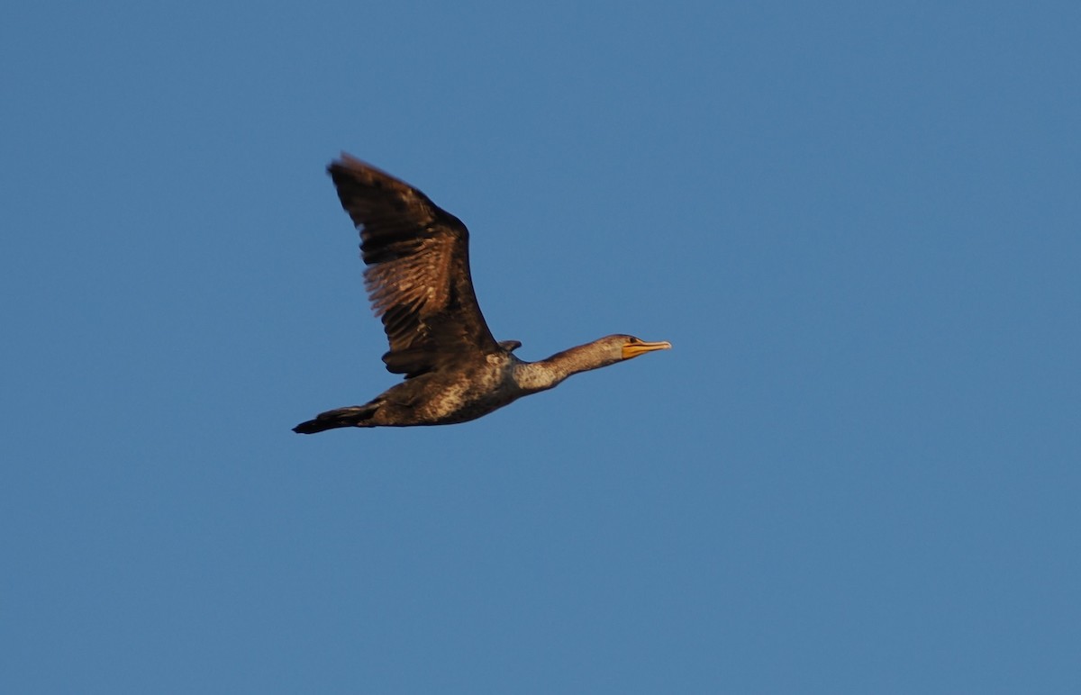 Double-crested Cormorant - ML646561867