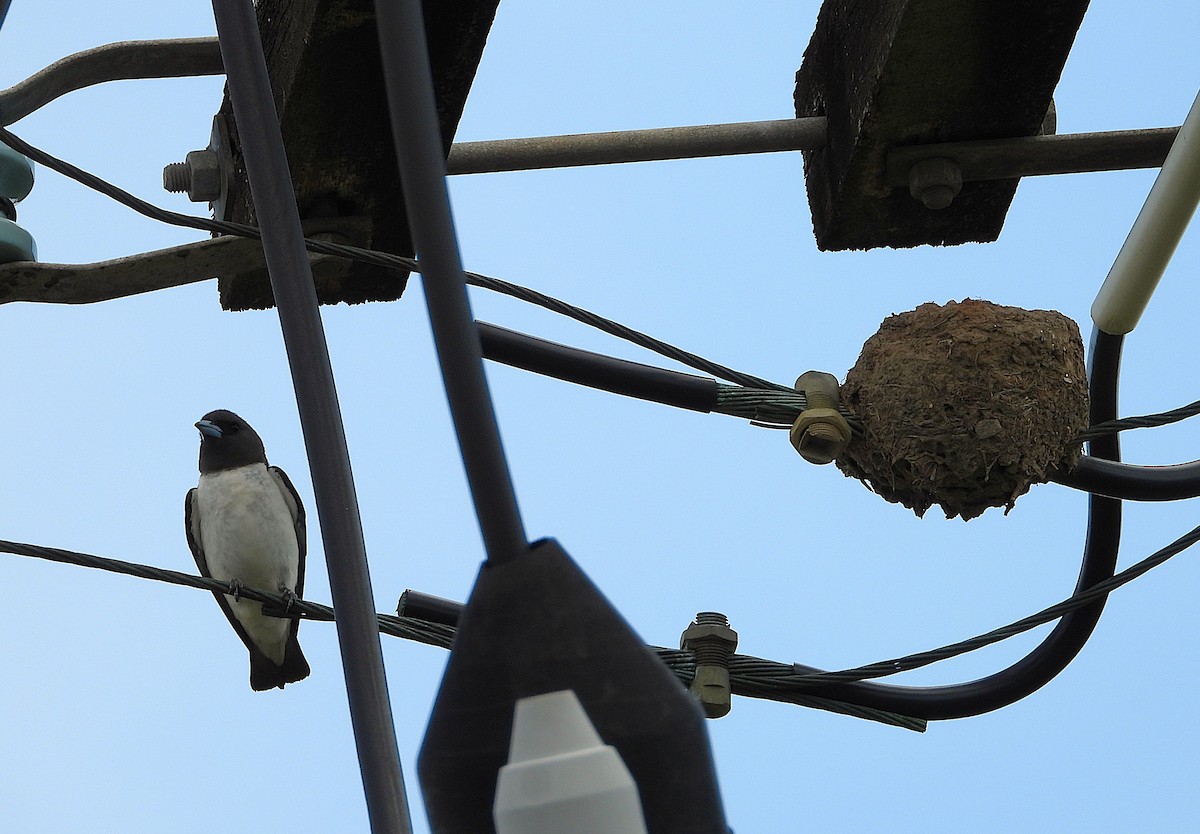 White-breasted Woodswallow - ML646561868
