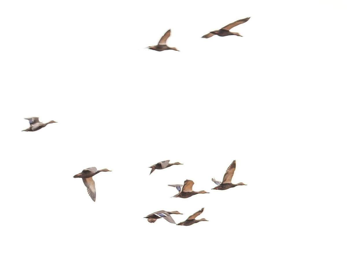 Mexican Duck - ML646561869