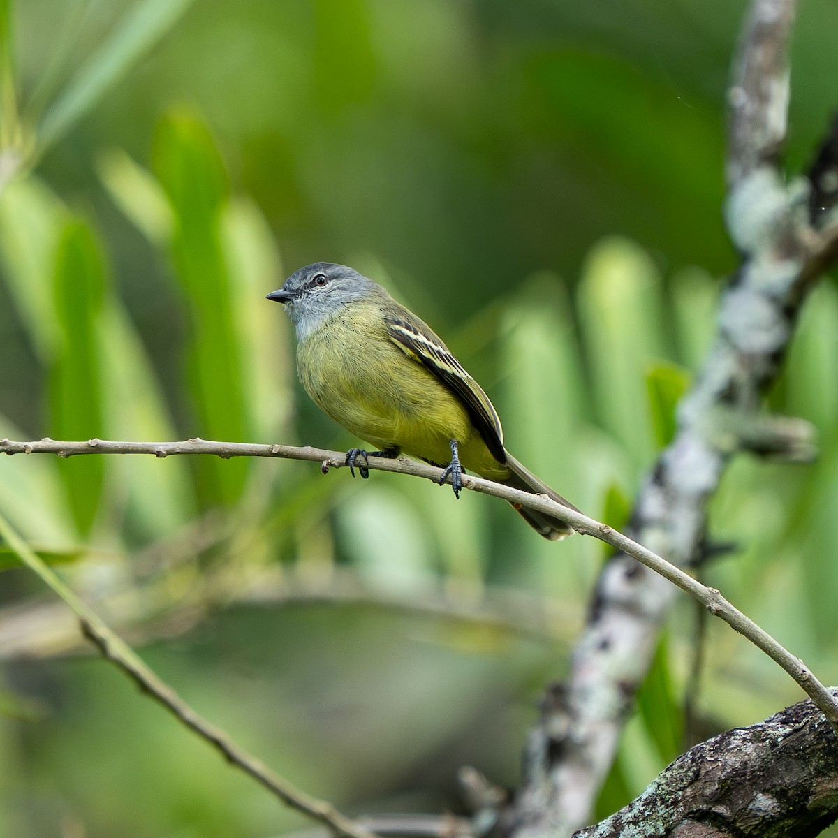 Yellow-crowned Tyrannulet - ML646561870