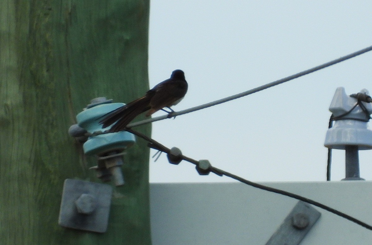 Willie-wagtail - ML646561871