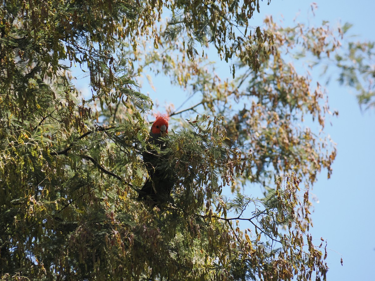 Miğferli Kakadu - ML646561872