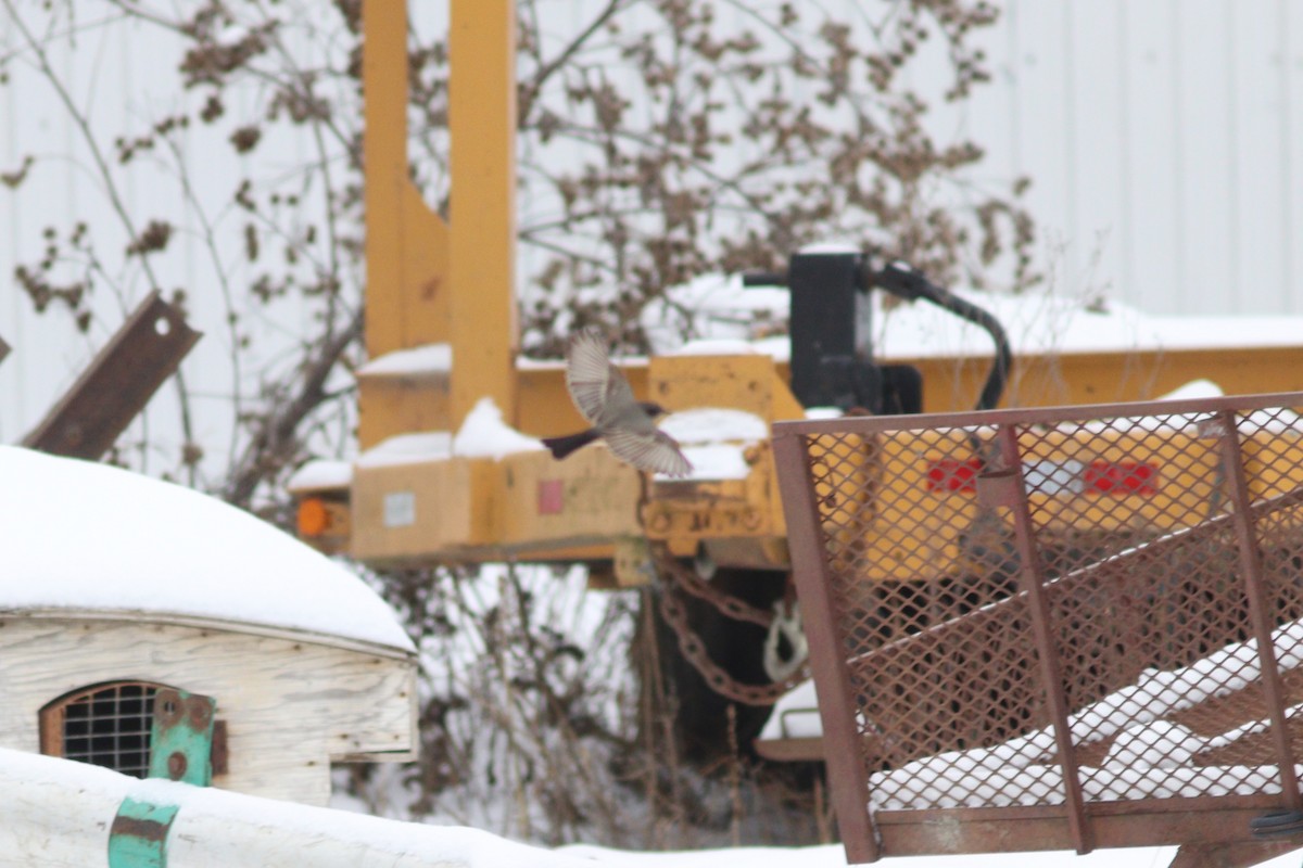 Say's Phoebe - ML646561873