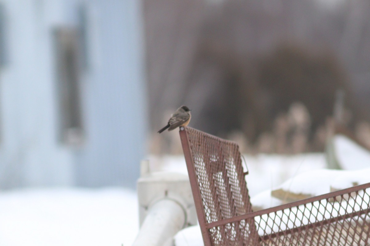 Say's Phoebe - ML646561874