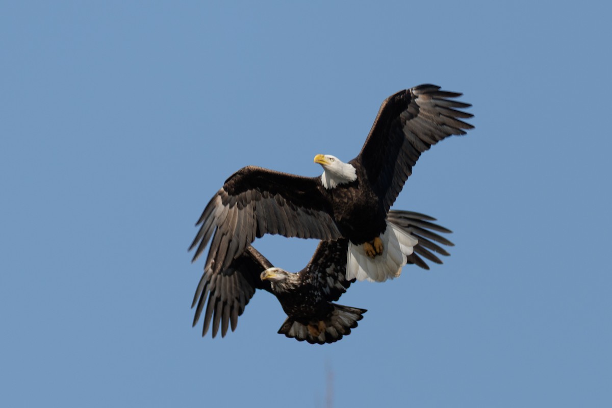 orel bělohlavý - ML646561875