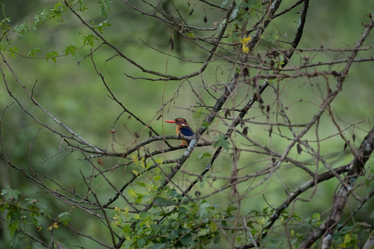 African Pygmy Kingfisher - ML646561876