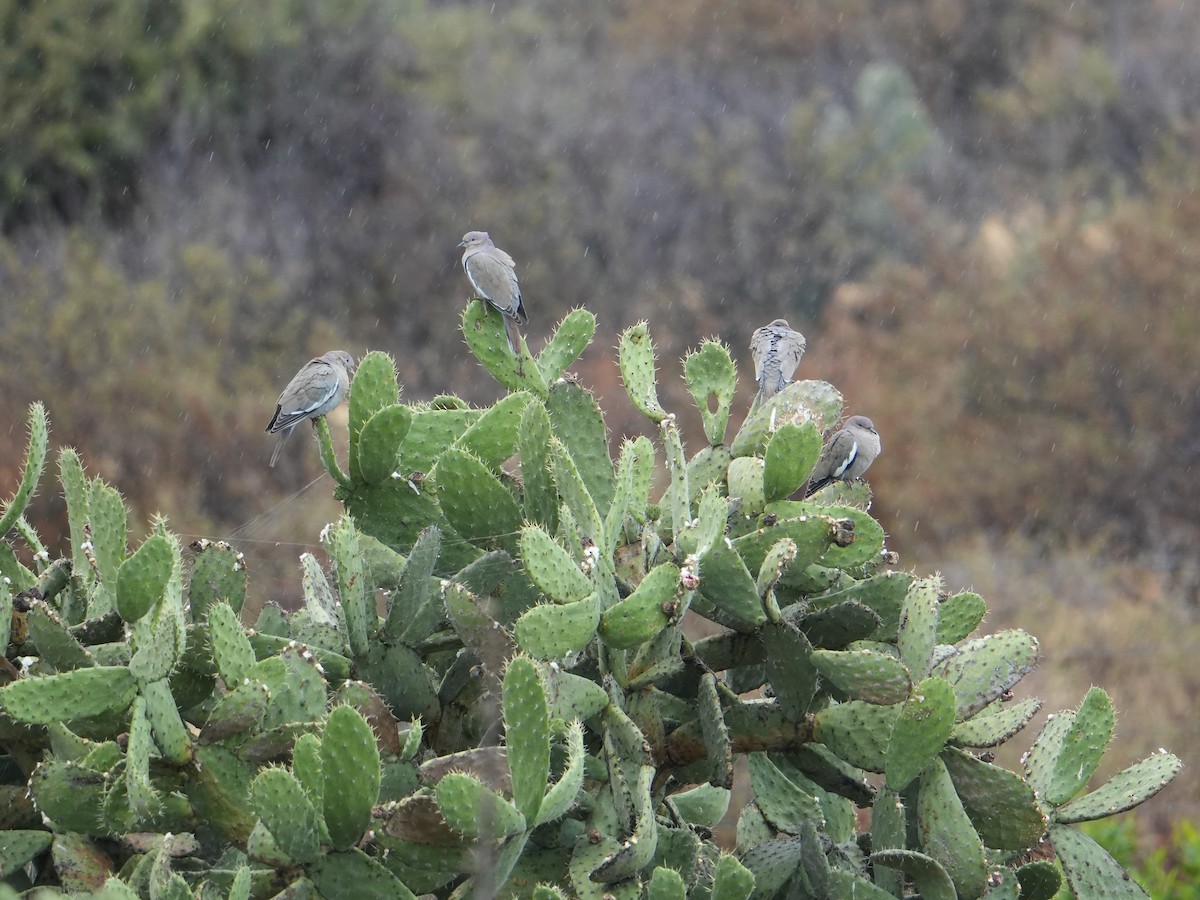 White-winged Dove - ML646561879